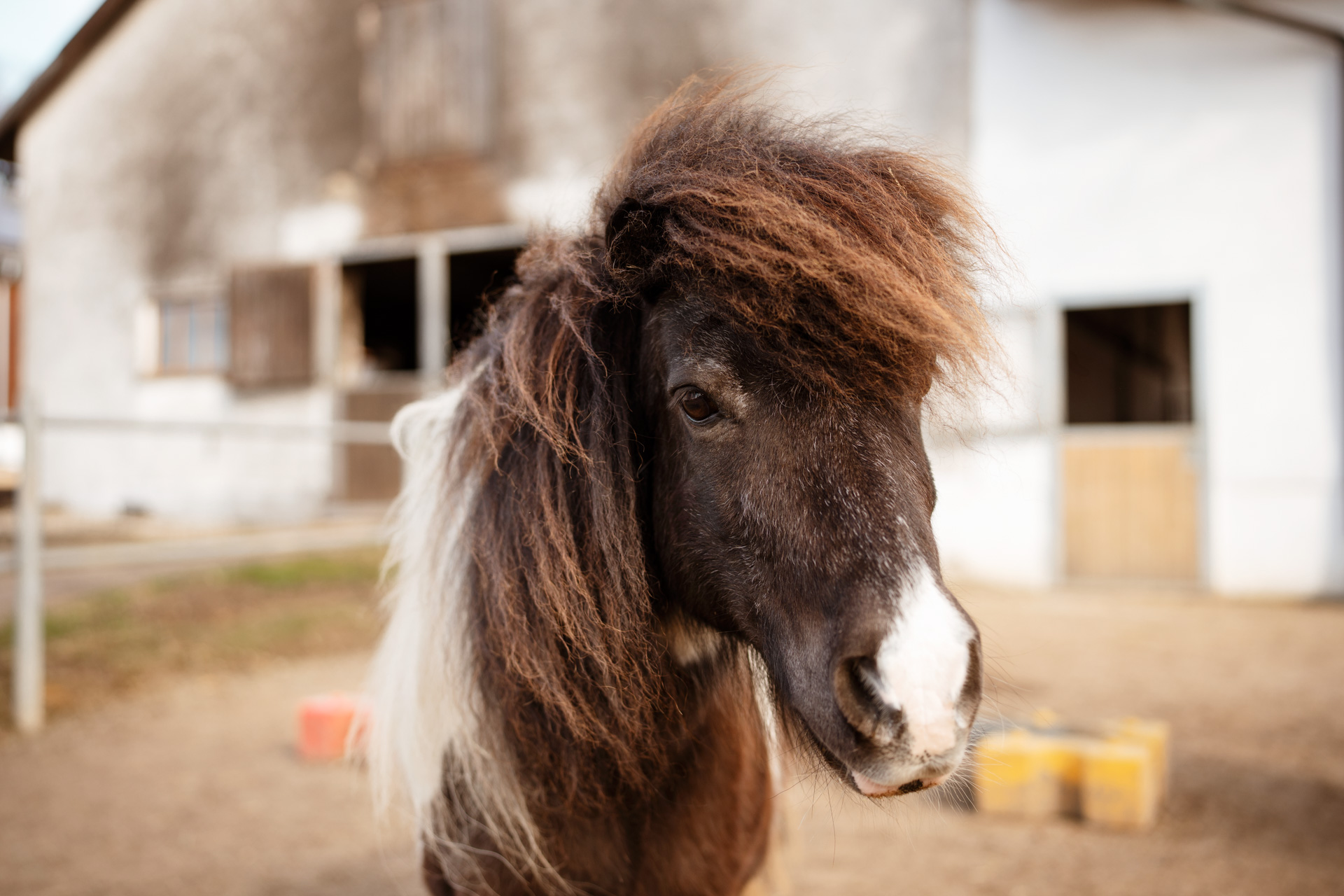 NEU.LAND. Pilotbetrieb Bader Pferd