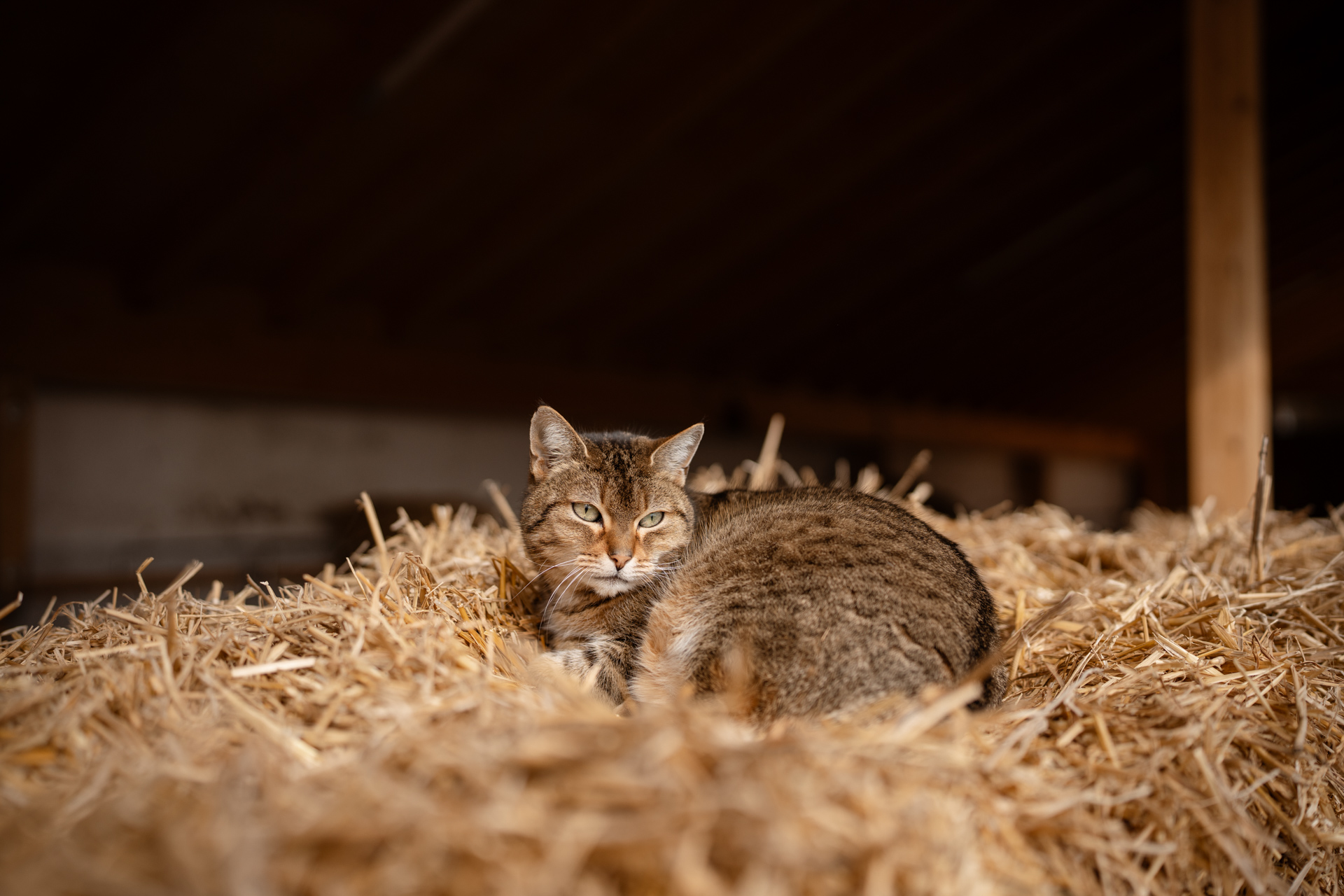 NEU.LAND. Pilotbetrieb Bader Katze