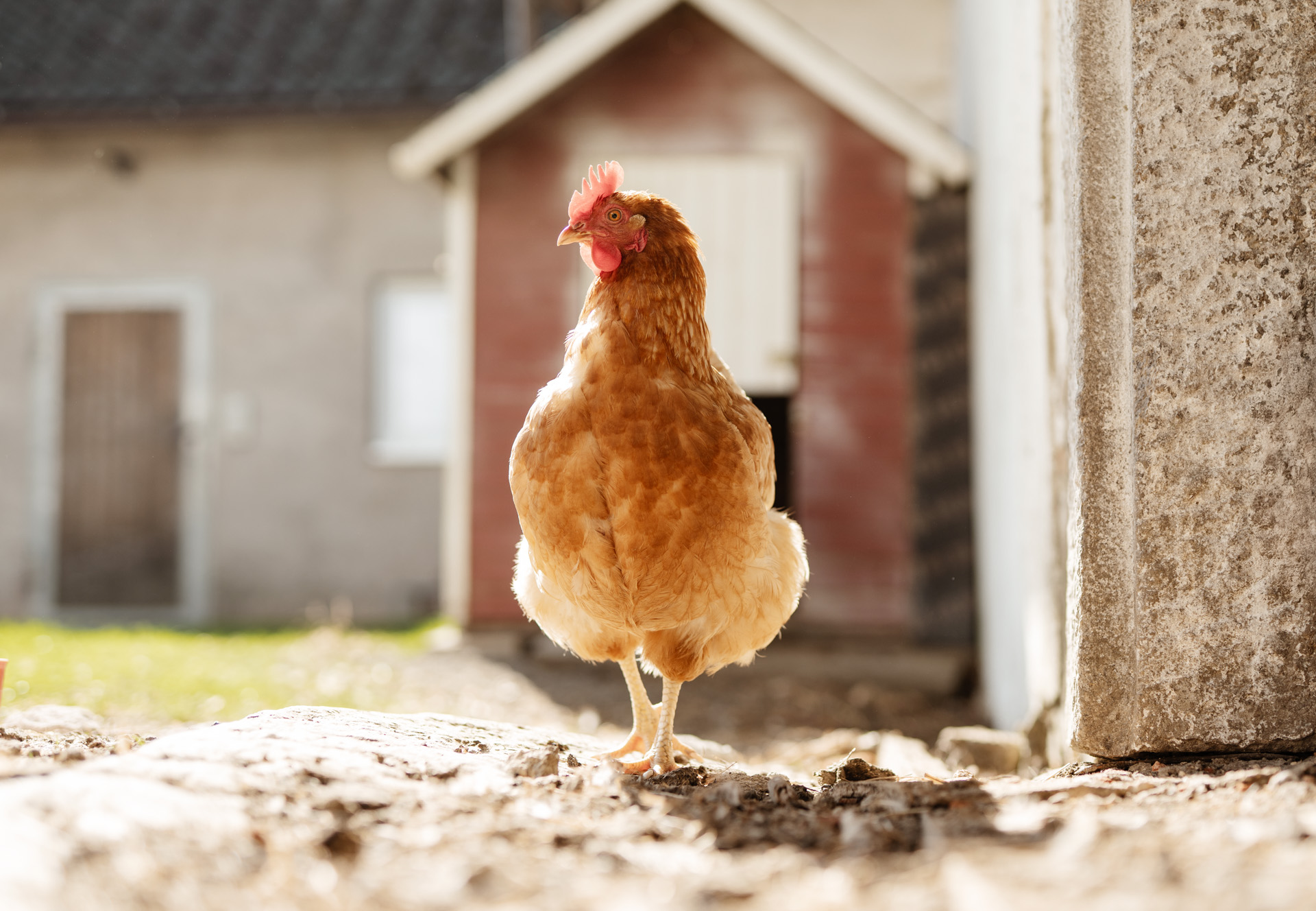 NEU.LAND. Pilotbetrieb Stelzer Huhn