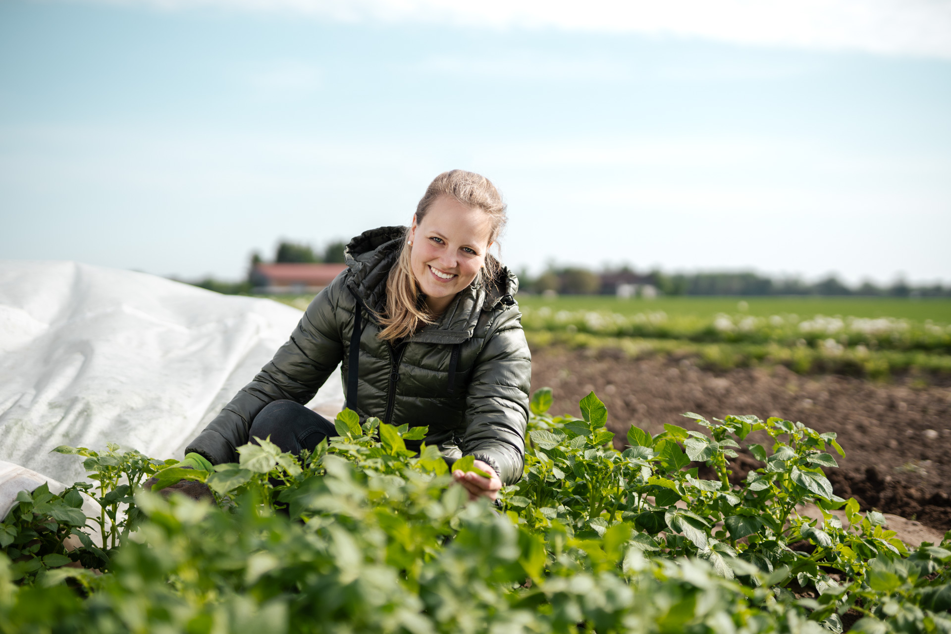 NEU.LAND. Pilotbetrieb Fichtner Frühkartoffeln