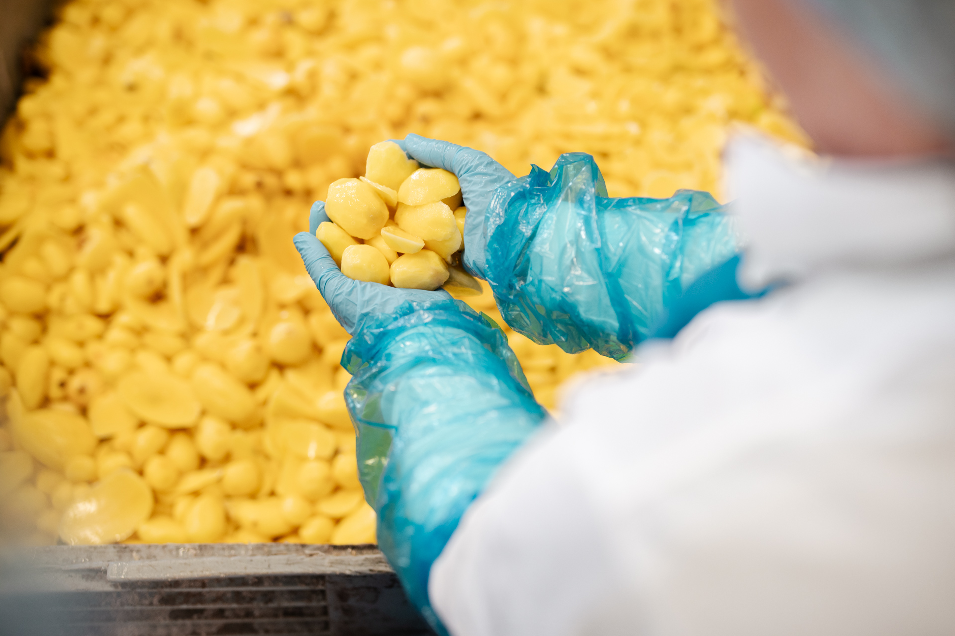 NEU.LAND. Pilotbetrieb Fichtner Kartoffeln gewaschen und geschält