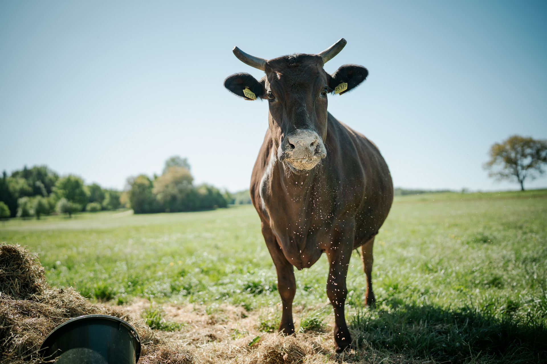 NEU.LAND. Pilotbetrieb Hofmann Wagyu