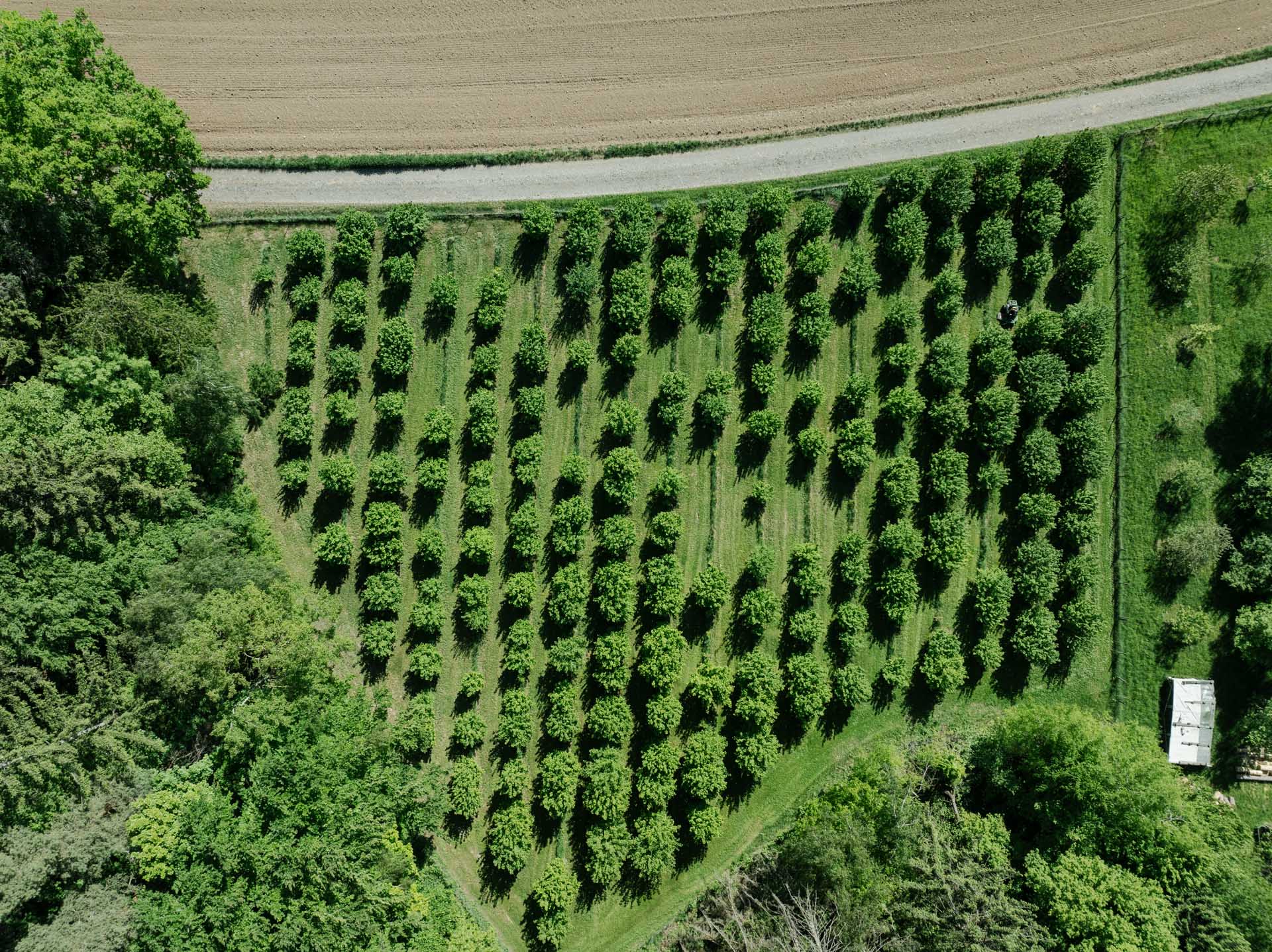 NEU.LAND. Pilotbetrieb Hofmann Luftbild Plantage