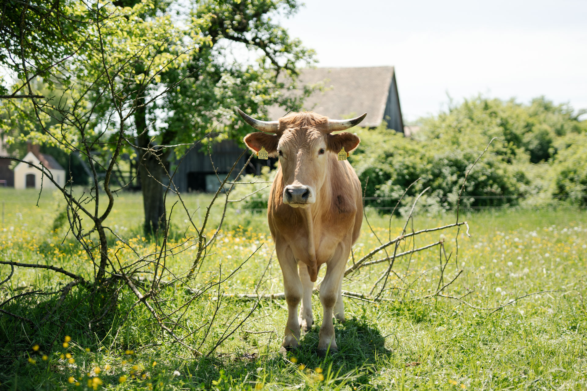 NEU.LAND. Pilotbetrieb Schneider Weiderind