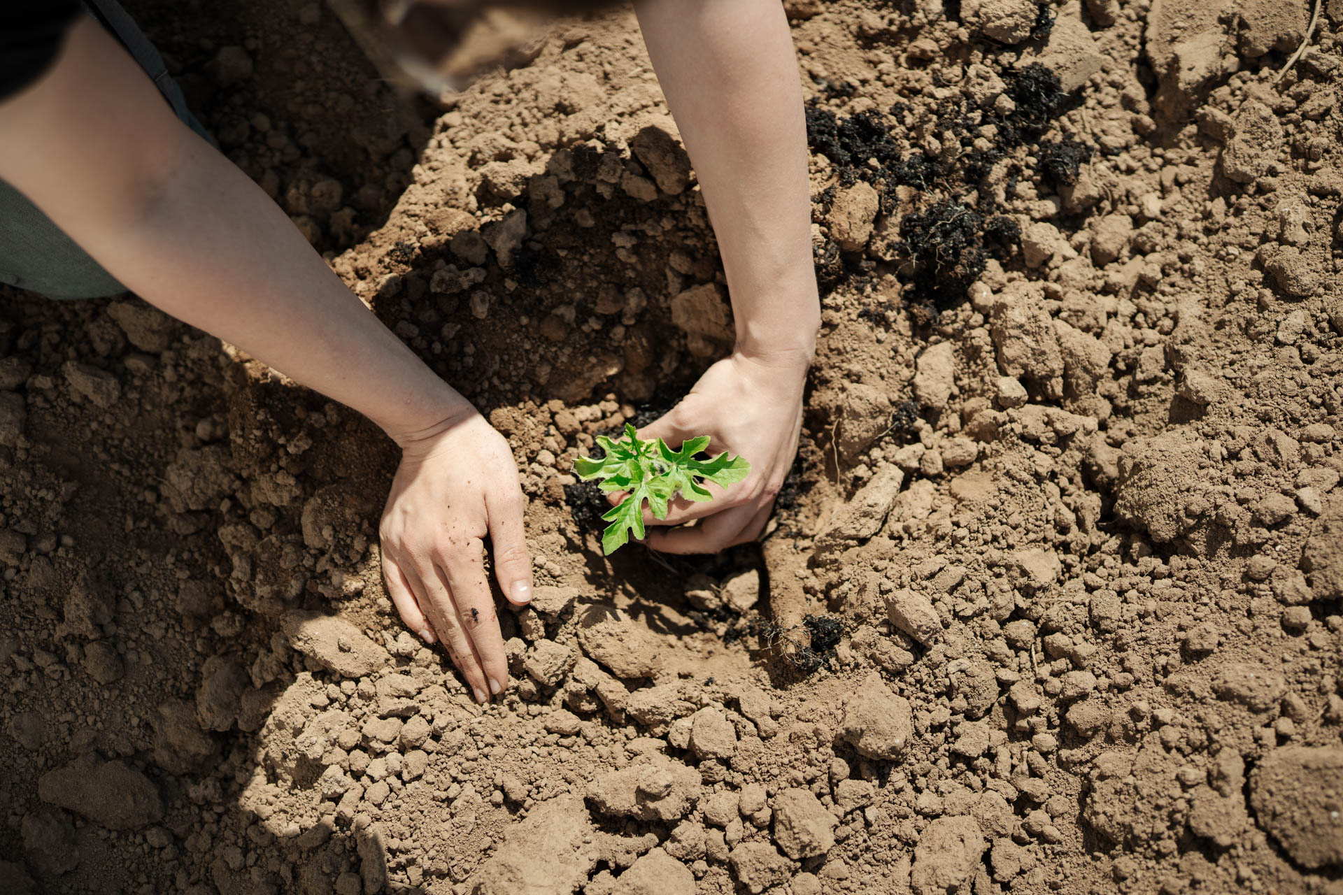NEU.LAND. Pilotbetrieb Schneider Melone