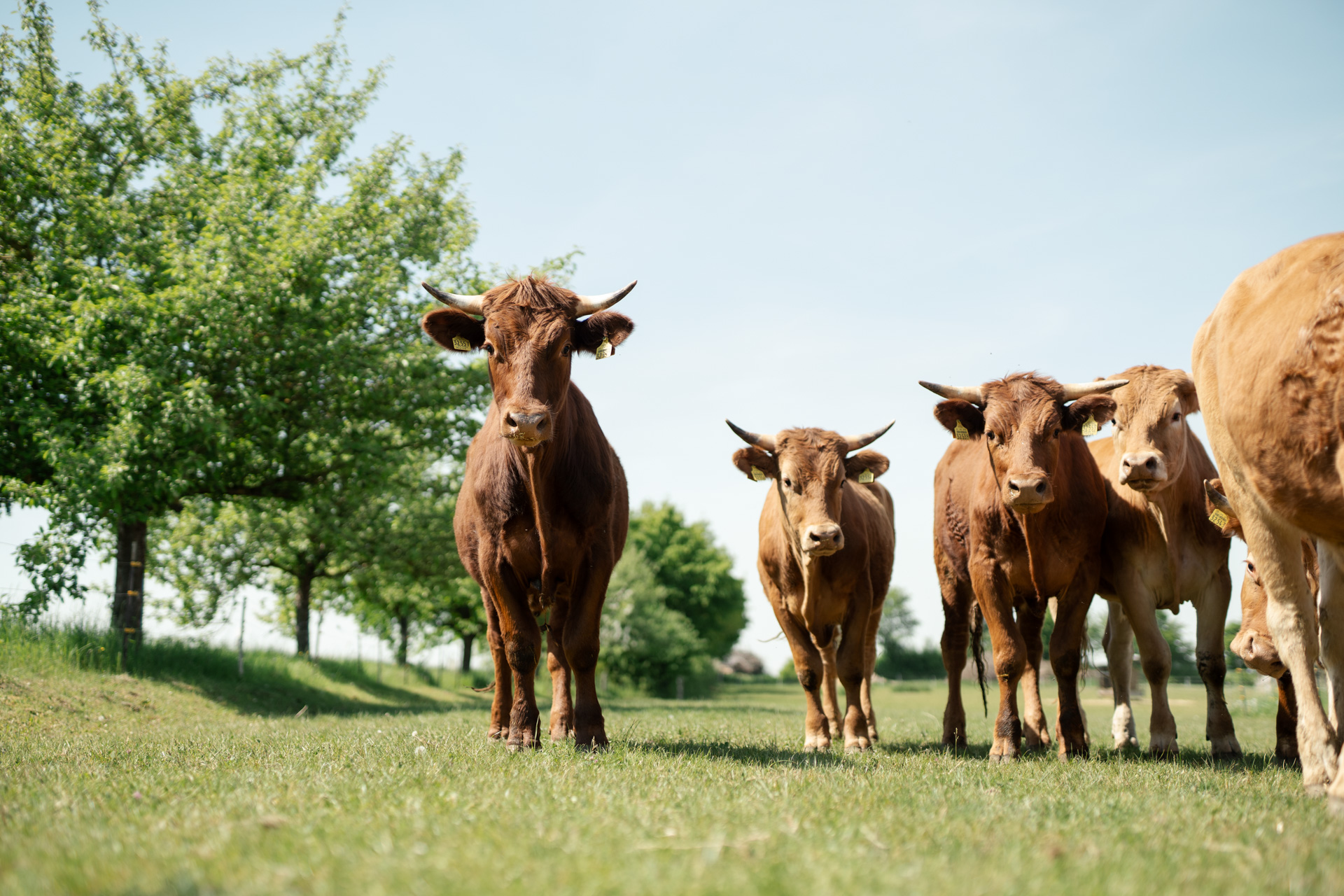 NEU.LAND. Pilotbetrieb Schneider Weiderind 2