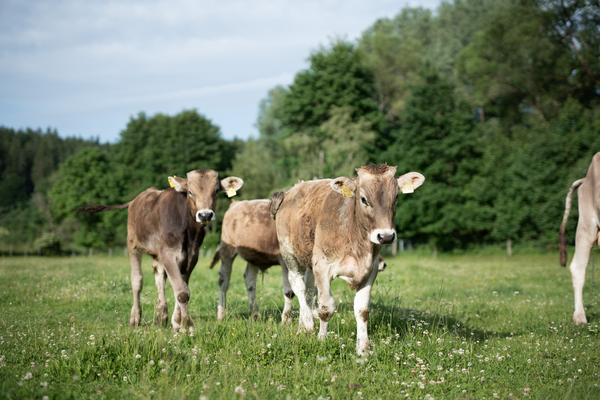 NEU.LAND. Pilotbetrieb Filser Jungvieh