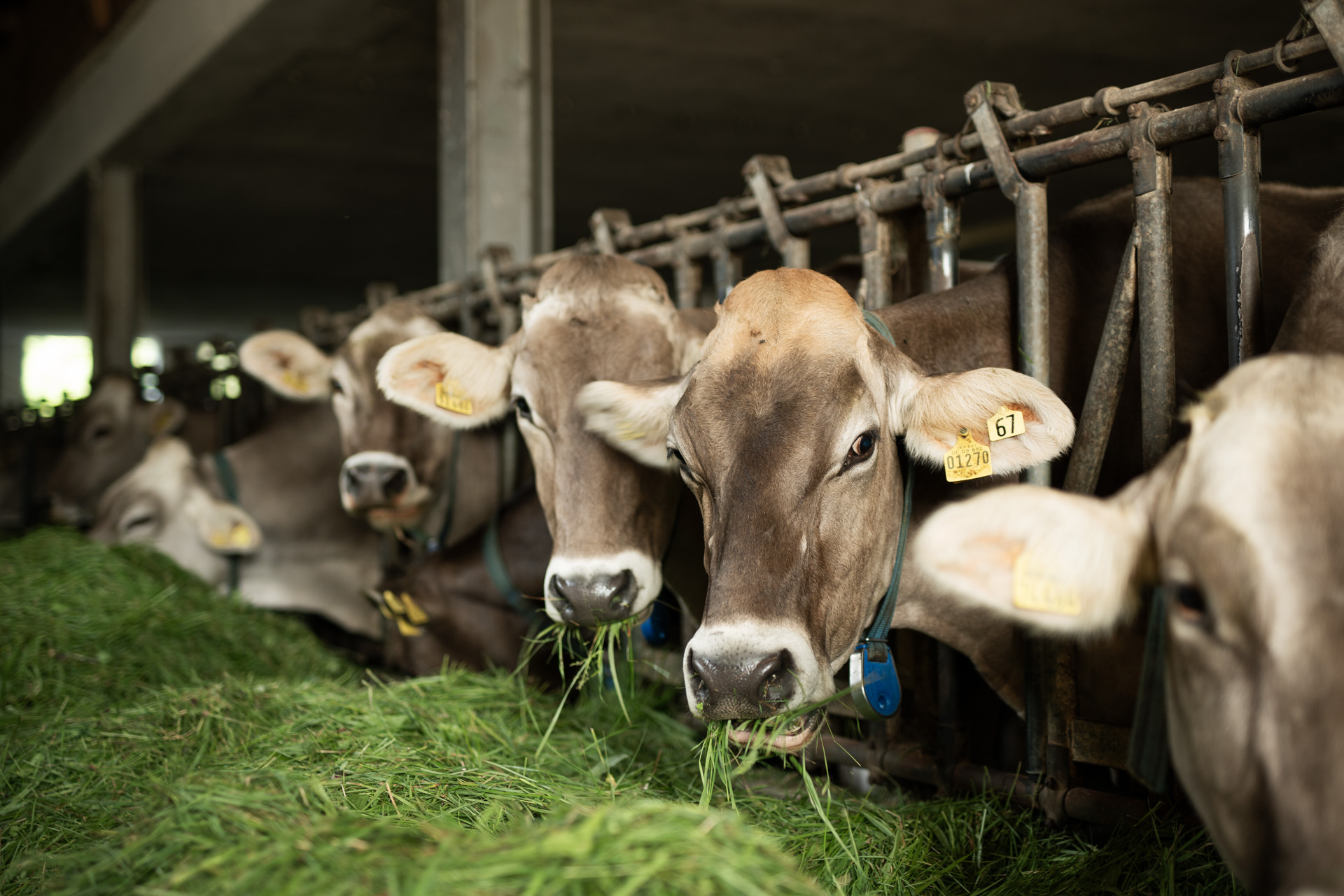 NEU.LAND. Pilotbetrieb Filser Kühe