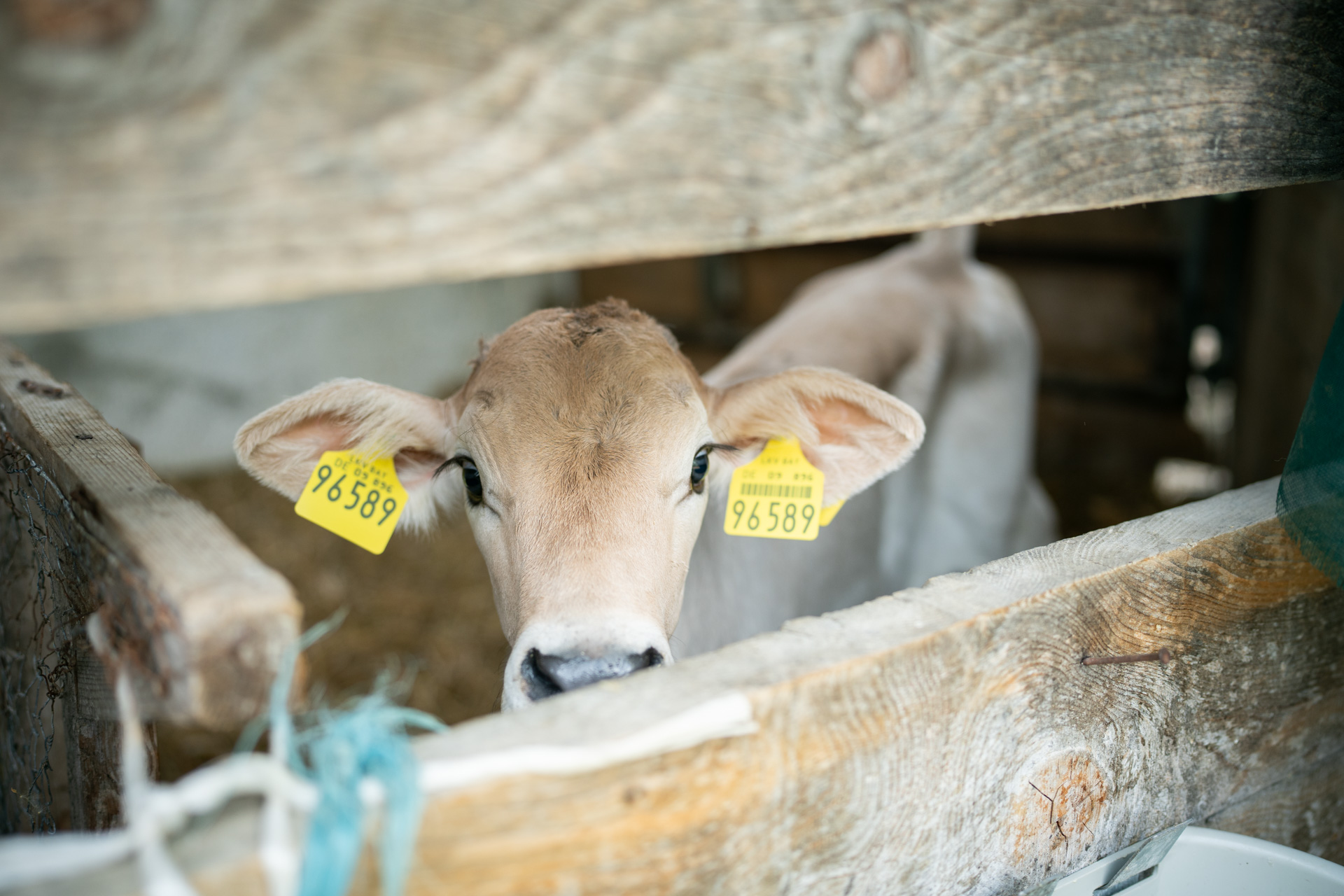 NEU.LAND. Pilotbetrieb Filser Kalb