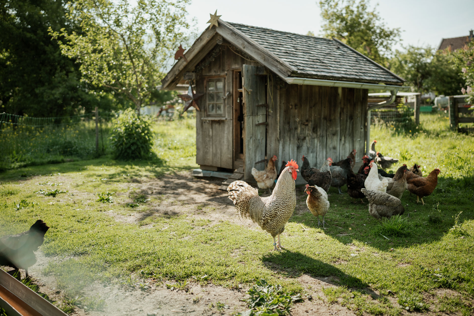 NEU.LAND. Pilotbetrieb Clement Hühner
