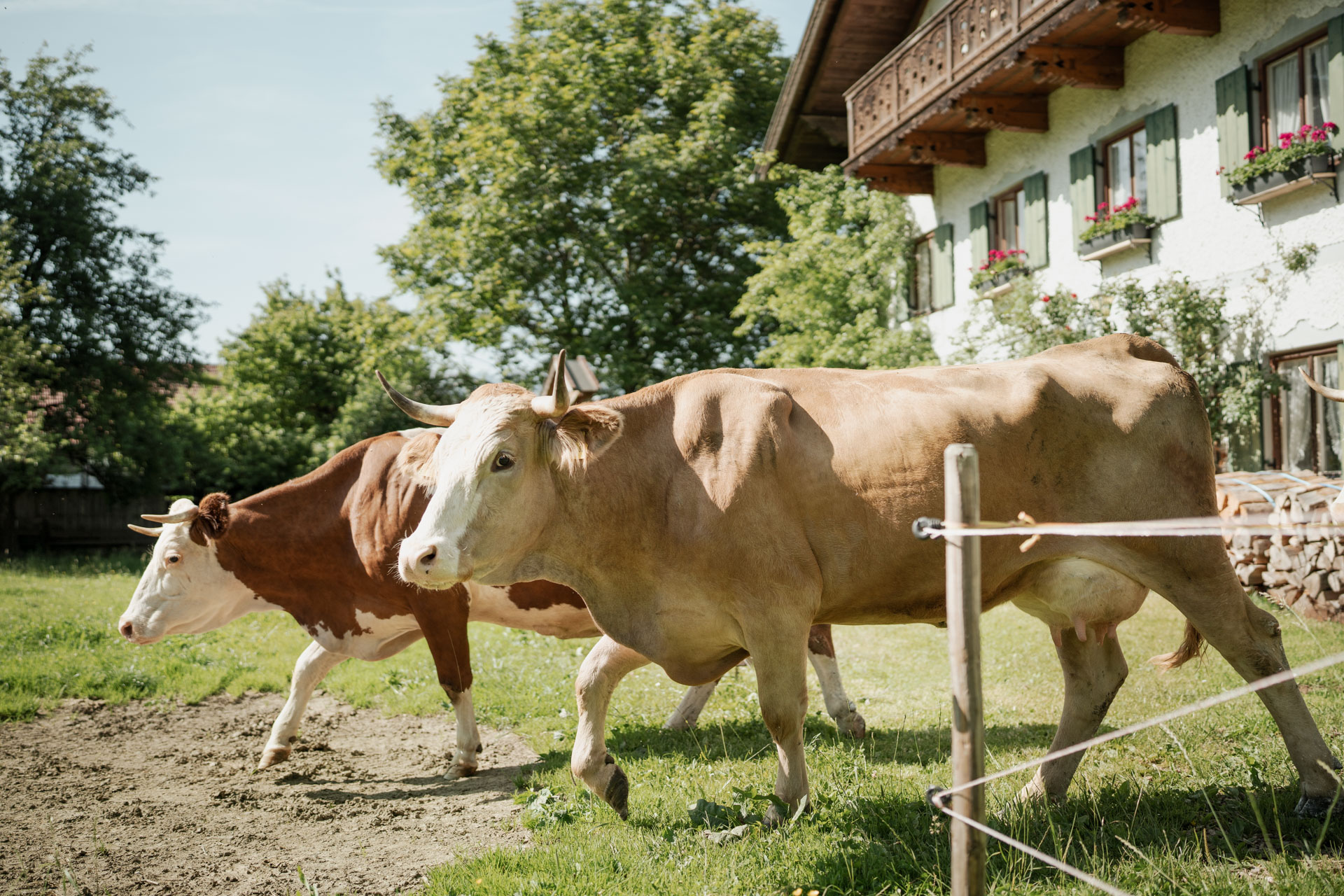 NEU.LAND. Pilotbetrieb Clement Kühe
