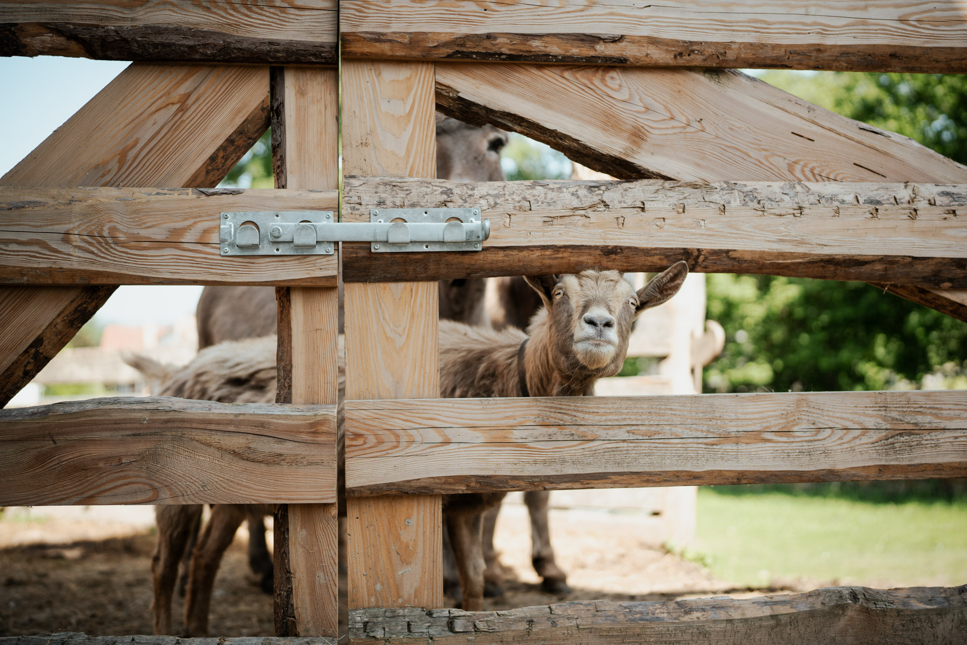 NEU.LAND. Pilotbetrieb Clement Ziegen