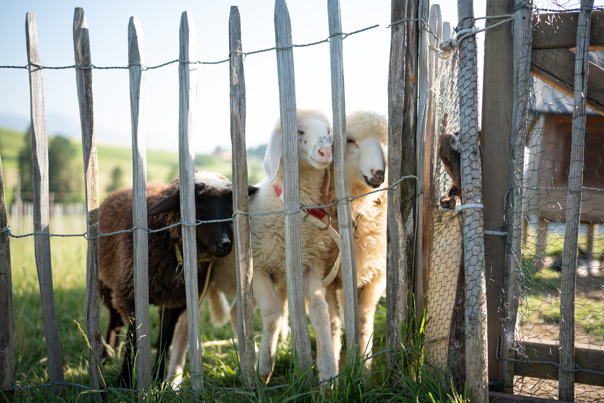 NEU.LAND. Pilotbetrieb Stückl Schafe