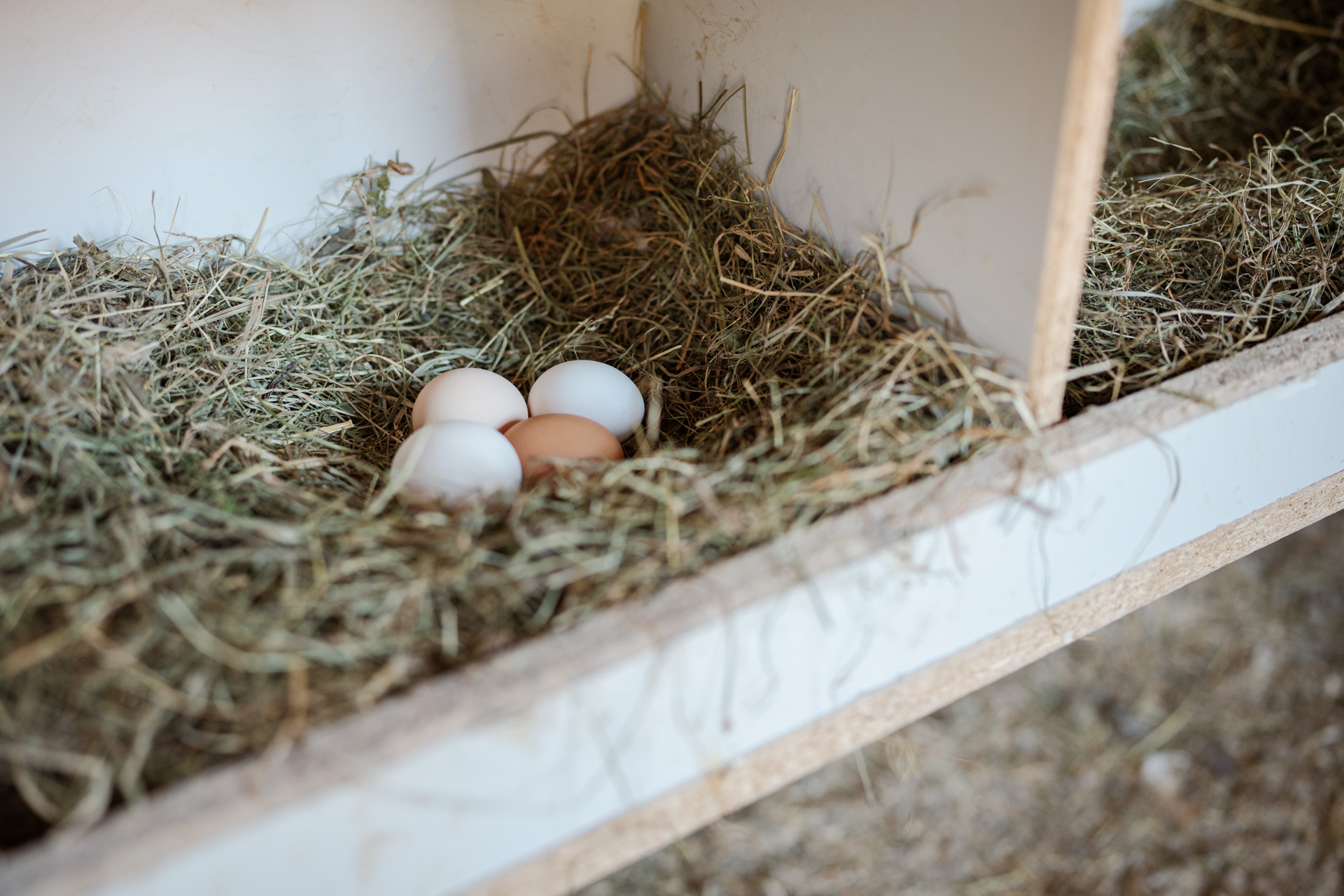 NEU.LAND. Pilotbetrieb Stückl