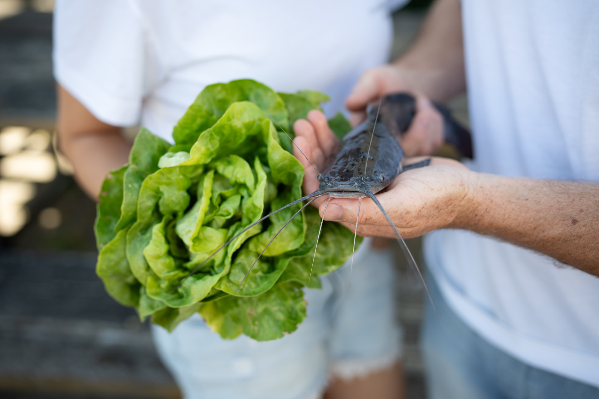 NEU.LAND. Pilotbetrieb Donhauser Wels und Salat