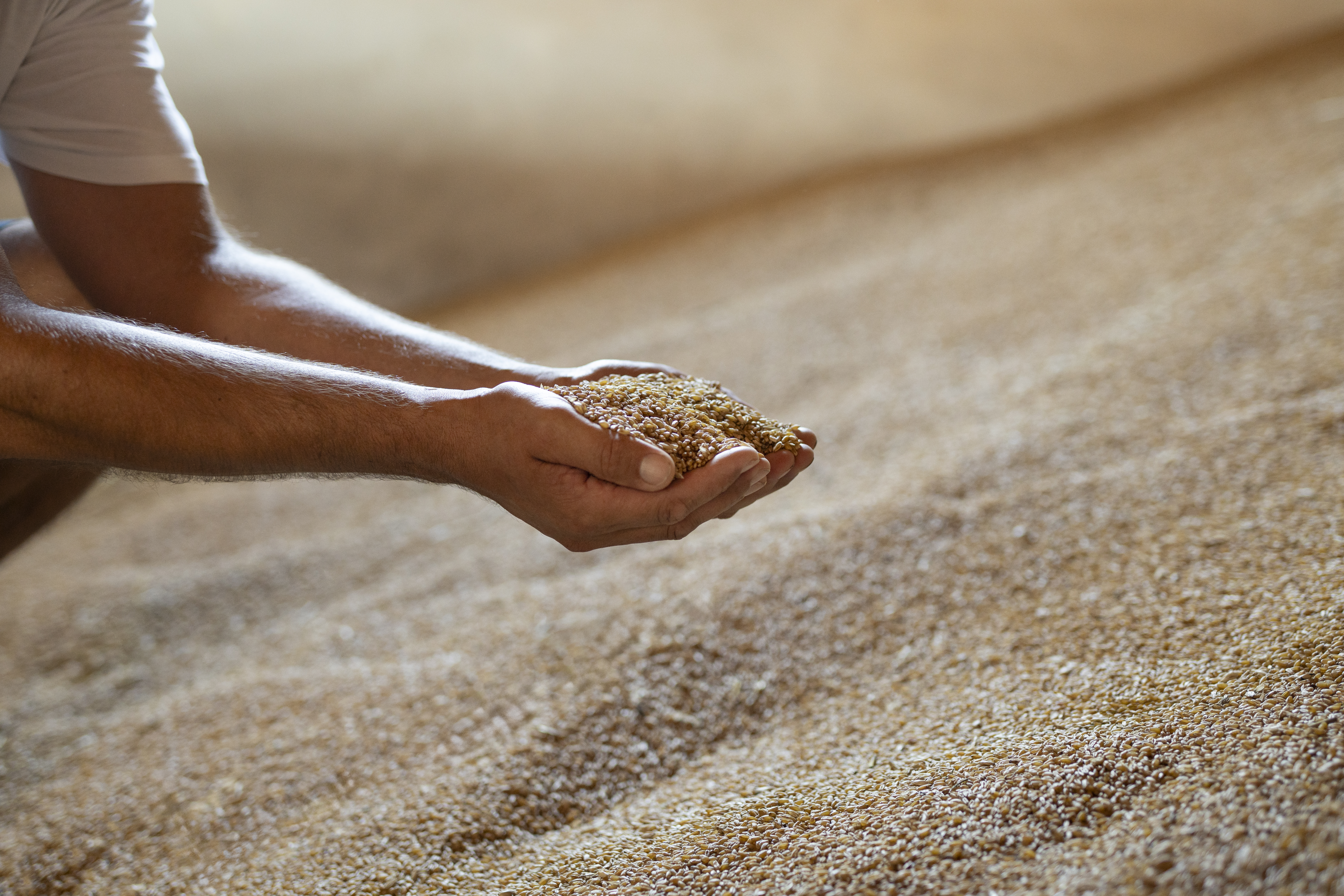 Pilotbetrieb Sigl-Mittermaier Getreide