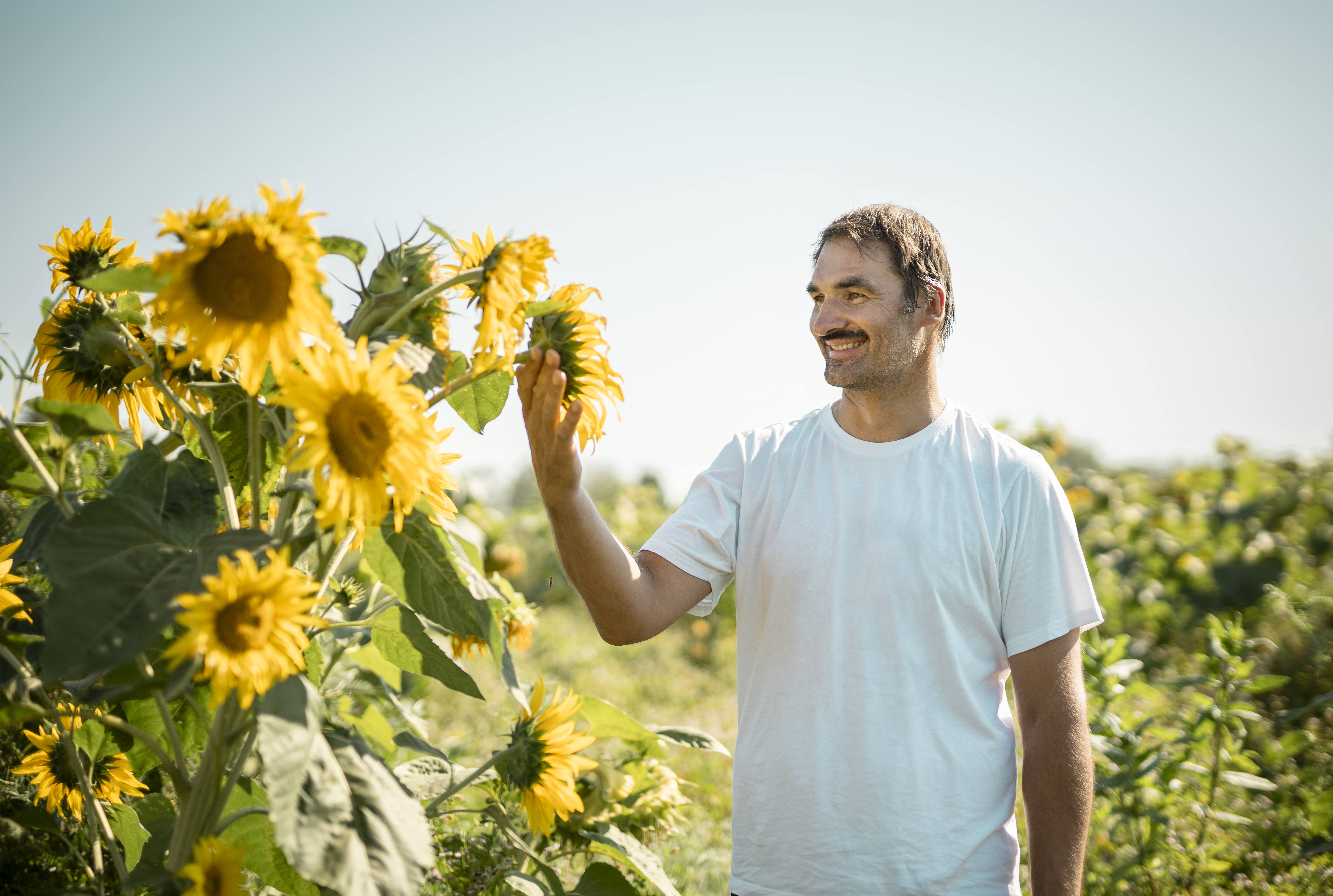 Pilotbetrieb Sigl-Mittermaier Sonnenblumen