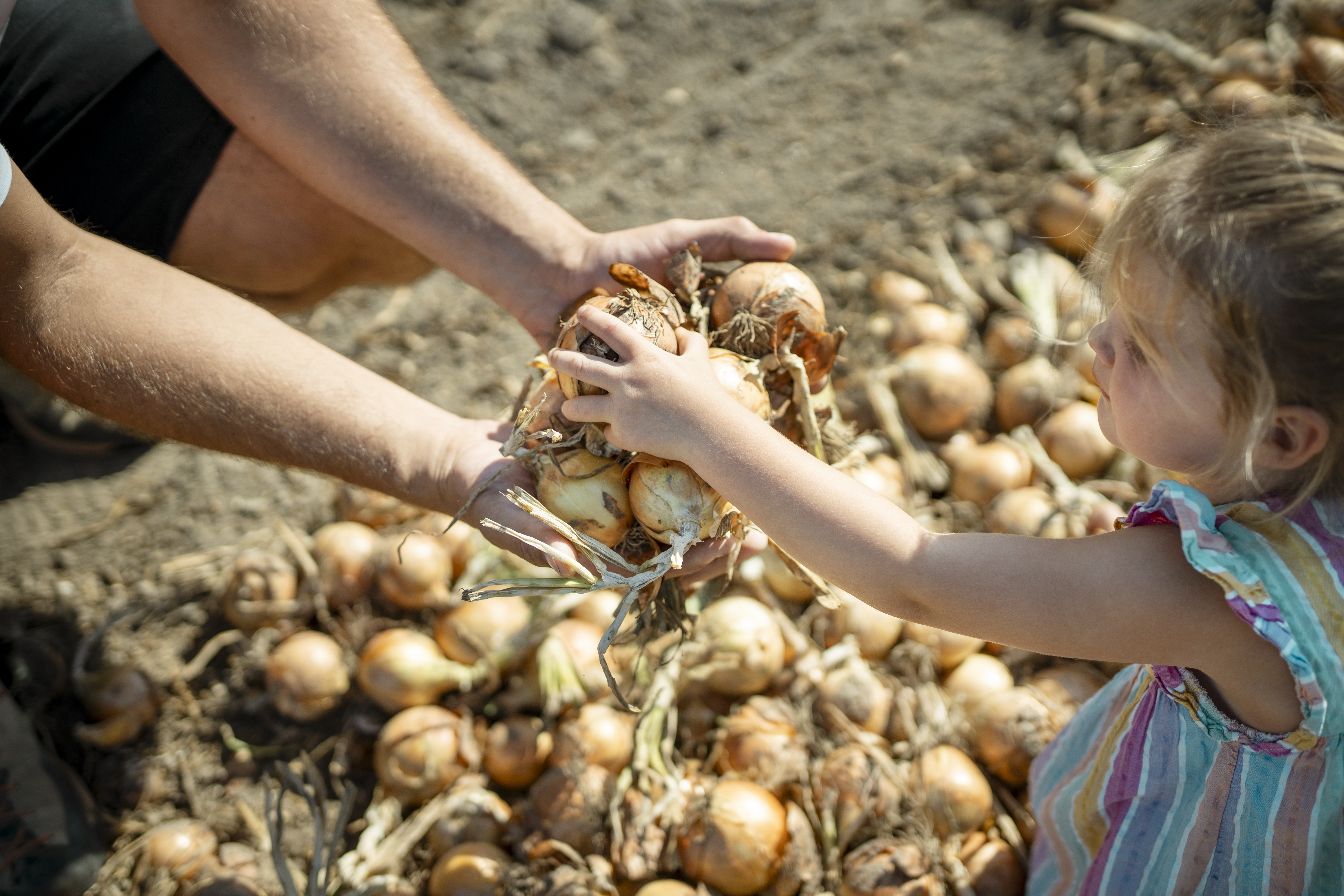 Pilotbetrieb Sigl-Mittermaier Kontrolle Zwiebeln 2