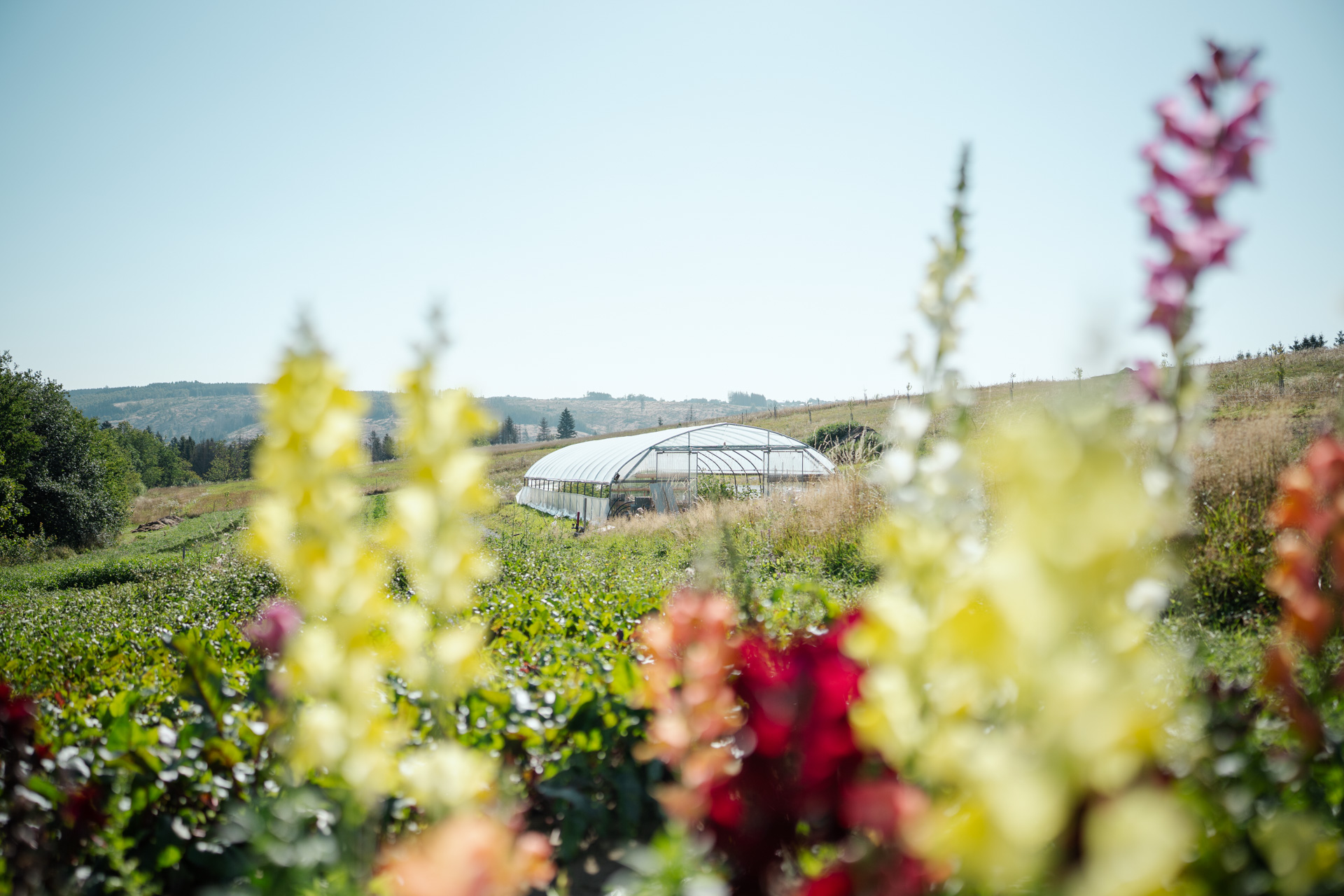NEU.LAND. Pilotbetrieb Baier Blumen