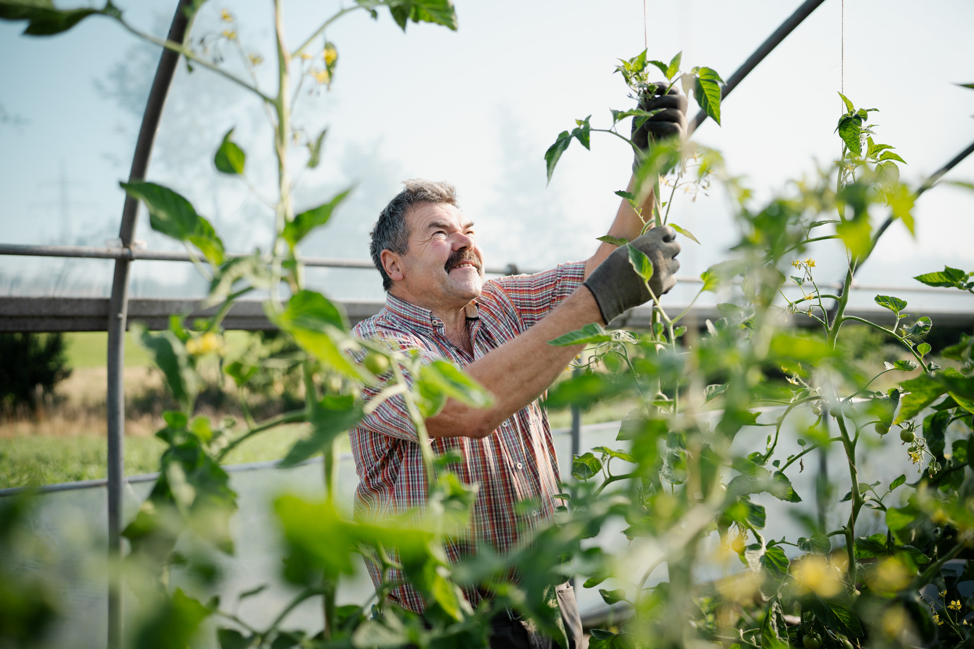 NEU.LAND. Pilotbetrieb Baier Tomaten aufbinden