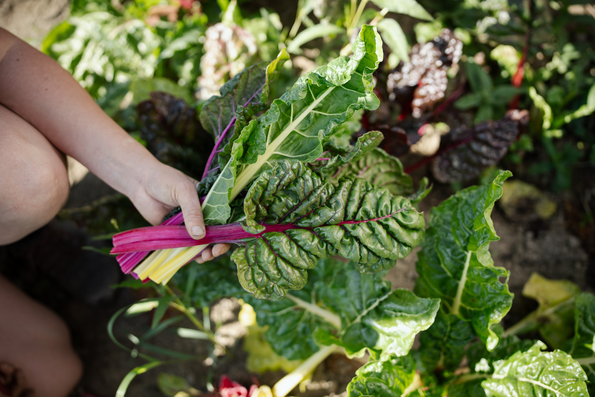 NEU.LAND. Pilotbetrieb Baier Mangold