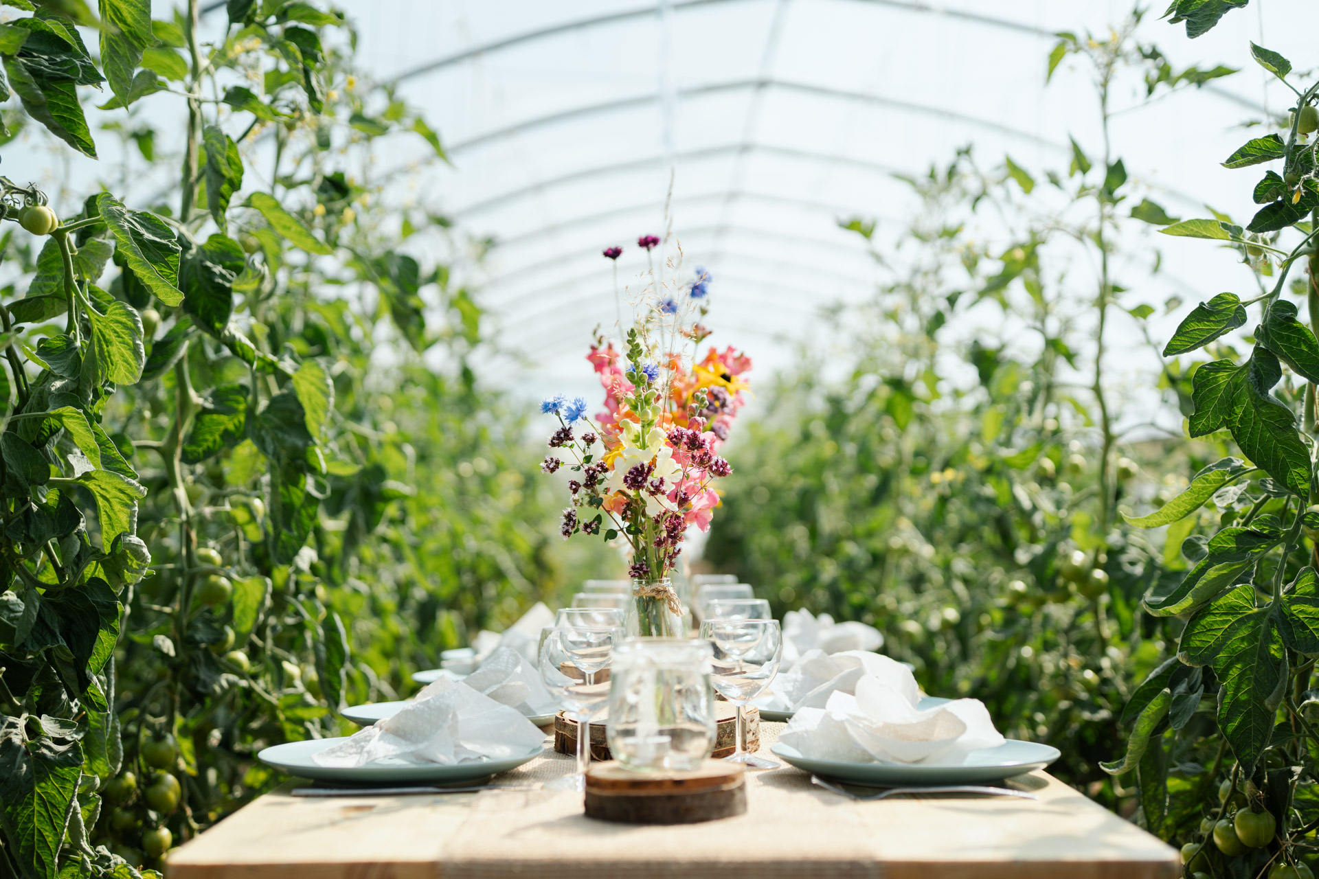 NEU.LAND. Pilotbetrieb Baier Tafel Tomaten 2