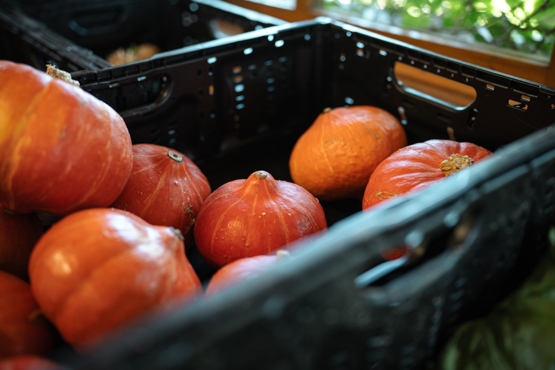 NEU.LAND. Pilotbetrieb Baier Kürbis