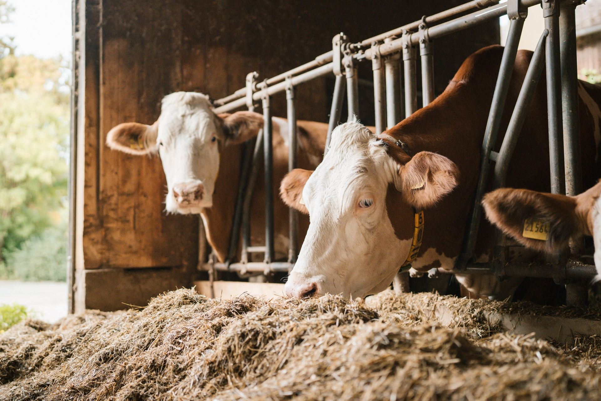 NEU.LAND. Pilotbetrieb Strauß u. Grotter Kühe