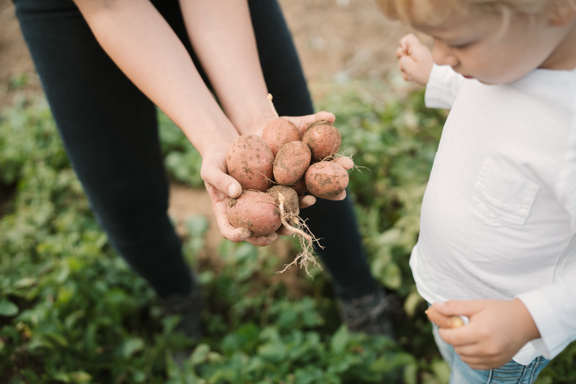 NEU.LAND. Pilotbetrieb Strauß u. Grotter Kartoffelernte