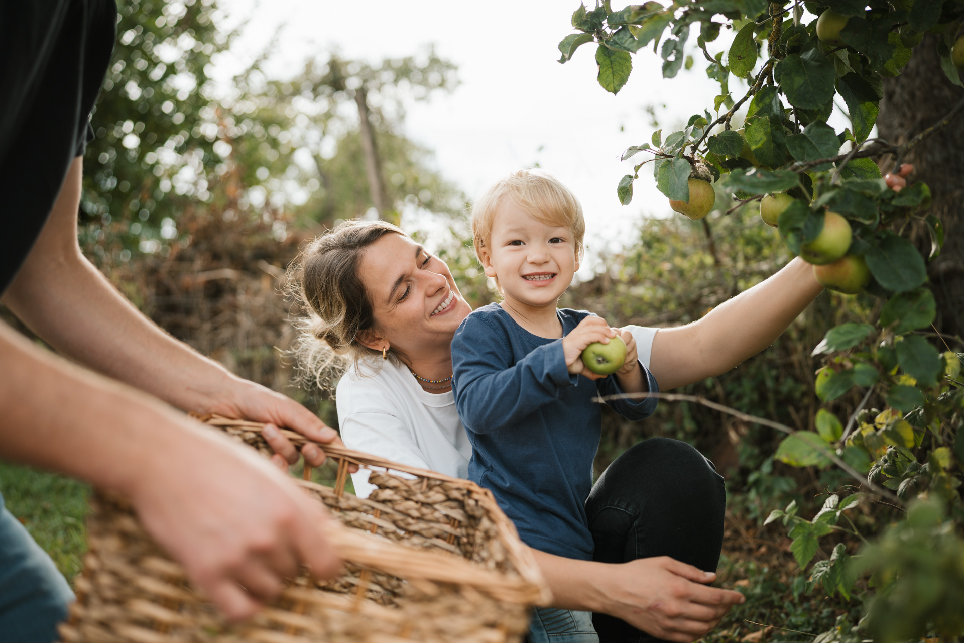 NEU.LAND. Pilotbetrieb Strauß u. Grotter Apfelernte