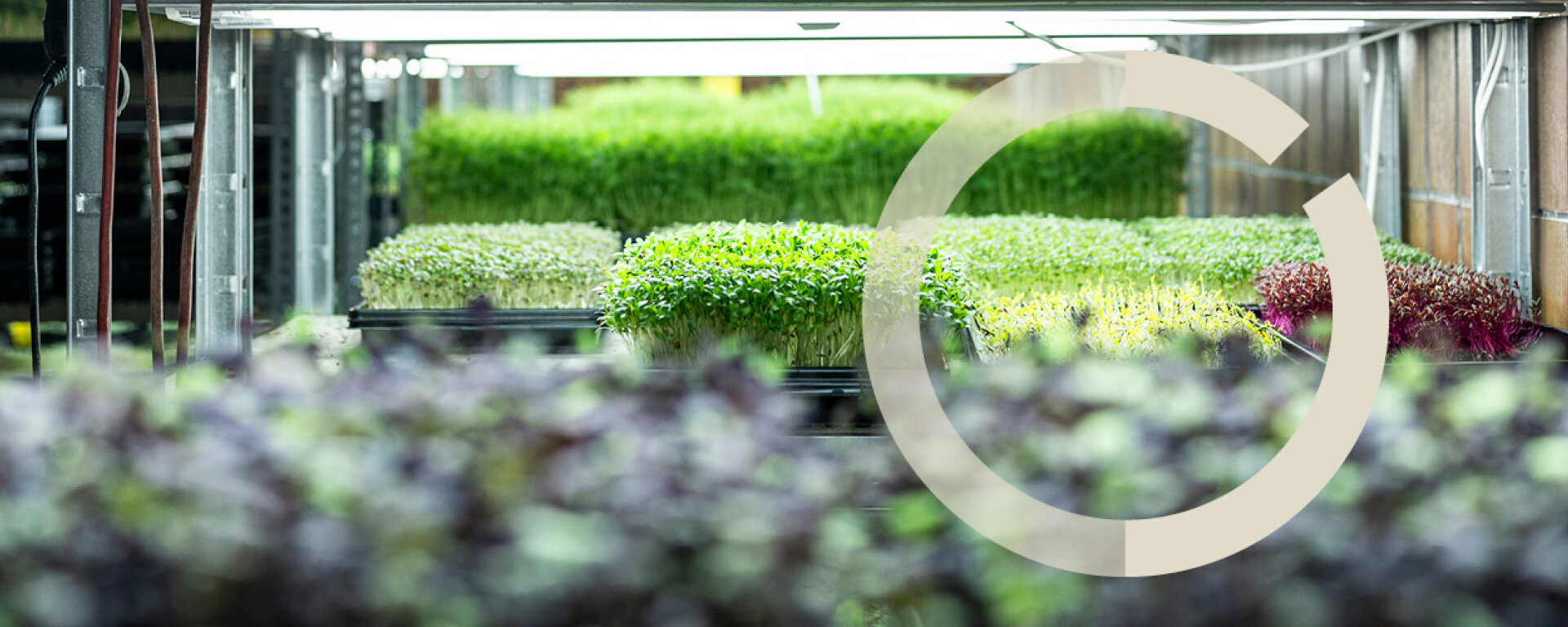 Microgreens in Anzuchtschalen