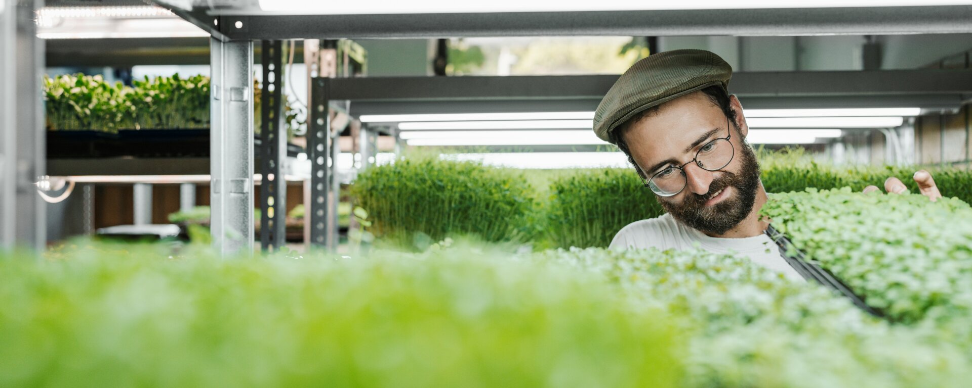 Blick in Microgreen-Regal