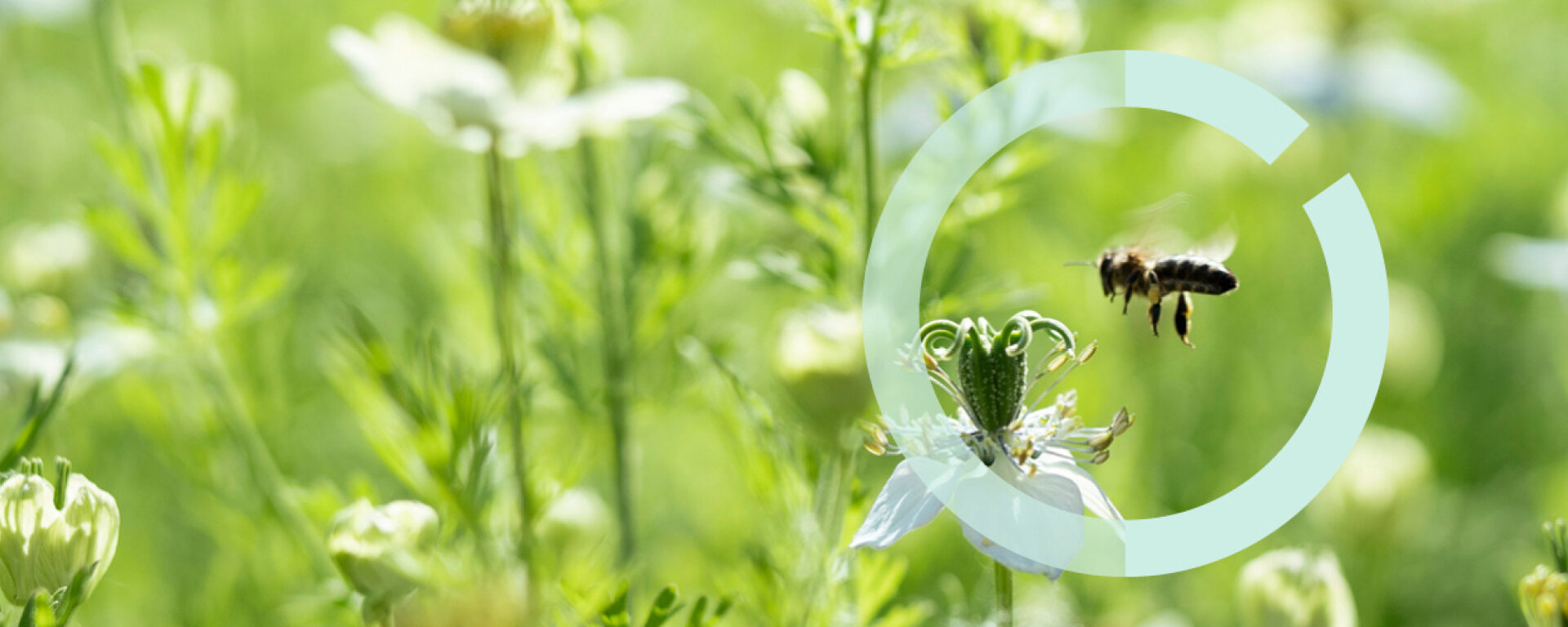Eine Biene fliegt auf eine Schwarzkümmelblüte