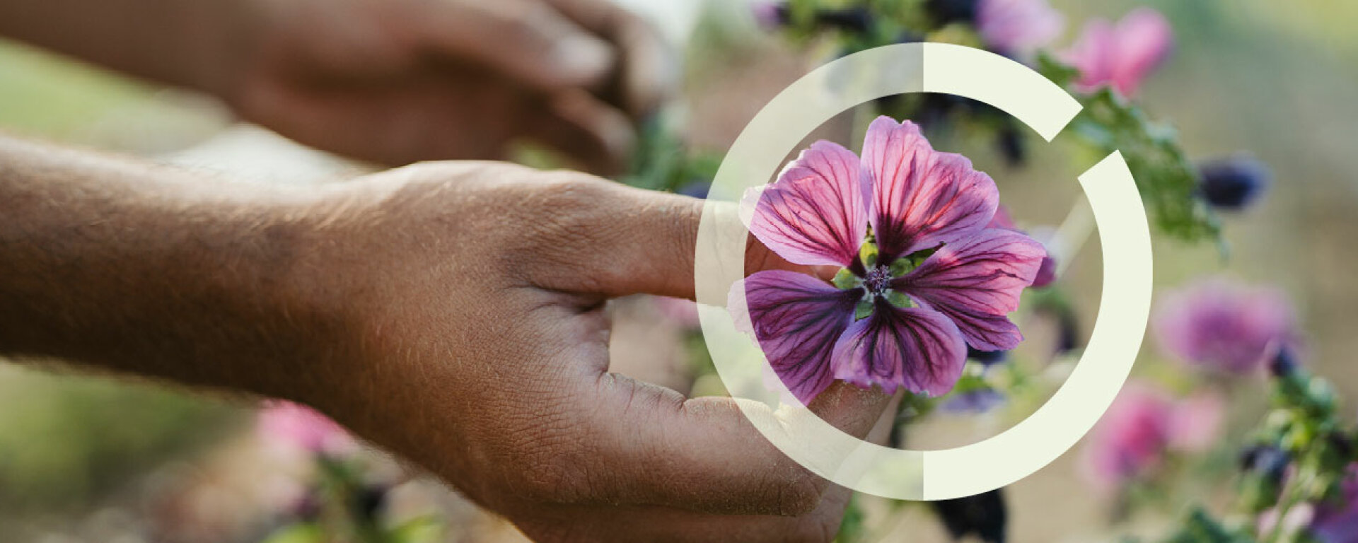 Eine Hand hälte eine Malvenblüte