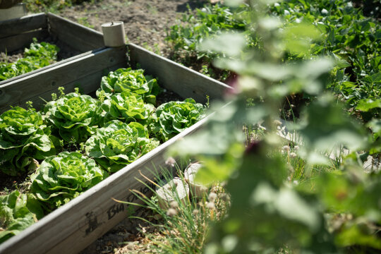 NEU.LAND. Pilotbetrieb Donhauser Salat-Beet