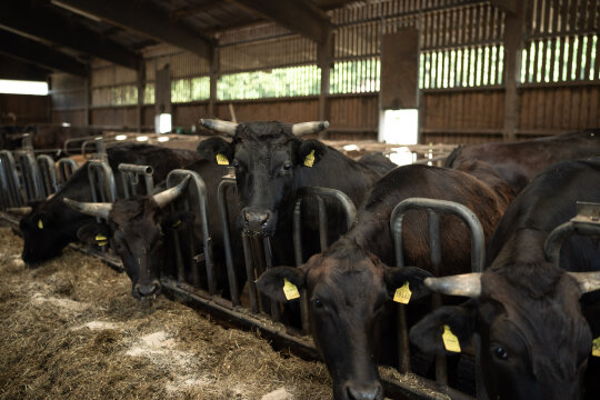 NEU.LAND. Pilotbetrieb Hofmann Wagyu Stall