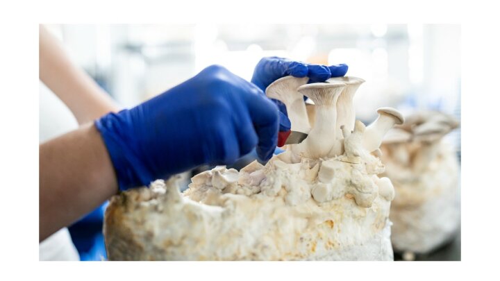 Rottaler Edelpilze Ernte