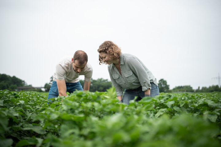 Jakob und Eva auf dem Kartoffelfeld