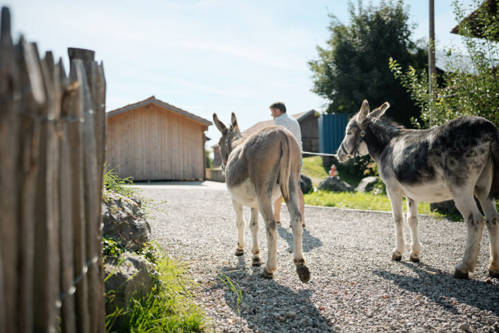 Stephan führt die beiden Esel aus dem Hof hinaus