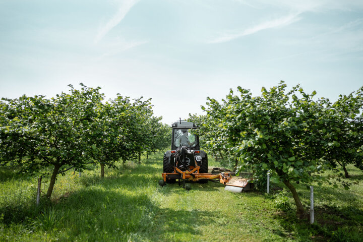 Traktor in Haselnussplantage